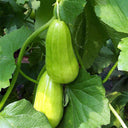 Yellow River' Chinese Vegetable Melon Seeds, 50 Seeds