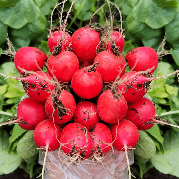 Akahimaru Radish Seeds, 10g