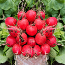 Akahimaru Radish Seeds, 10g