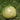 1079 Moldovan Green Heart Tomato, 5 Seeds