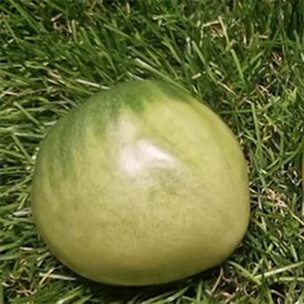 1079 Moldovan Green Heart Tomato, 5 Seeds