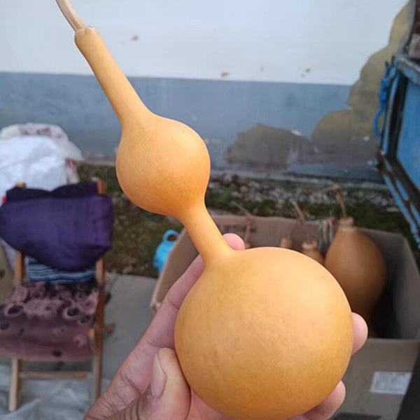 Xiaosan Ting Gourd, 10 Seeds