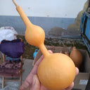 Xiaosan Ting Gourd, 10 Seeds