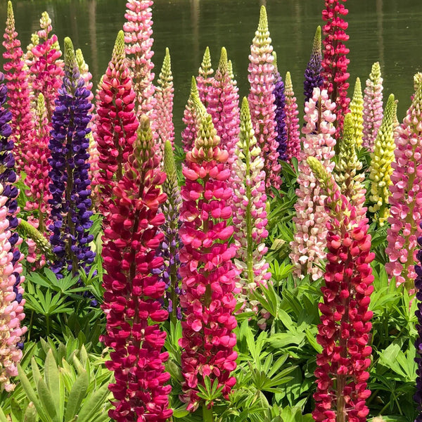 Mixed Color Lupine, 1g