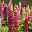 Mixed Color Lupine, 1g