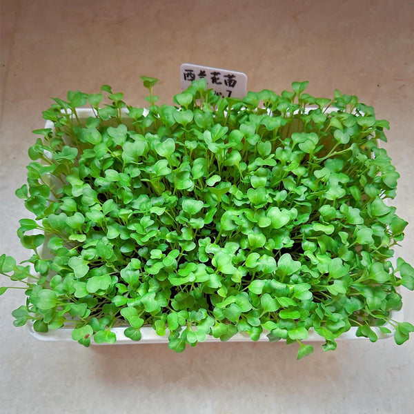 Broccoli Sprouting Seeds, 50g