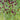Great Burnet, 50 Seeds