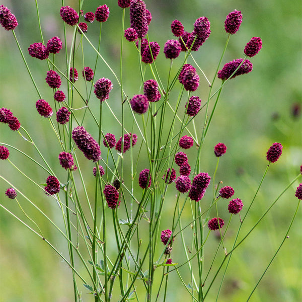 Great Burnet, 50 Seeds
