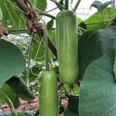 'Zhepu No.9' Bottle Gourd Seeds, 10g