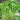 'Jiemei' Improved Motherwort Seeds, 10g