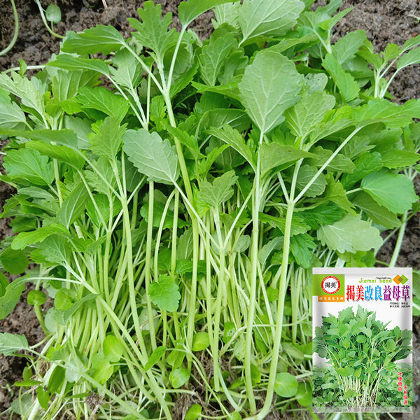 'Jiemei' Improved Motherwort Seeds, 10g