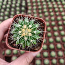 Echinocactus grusonii