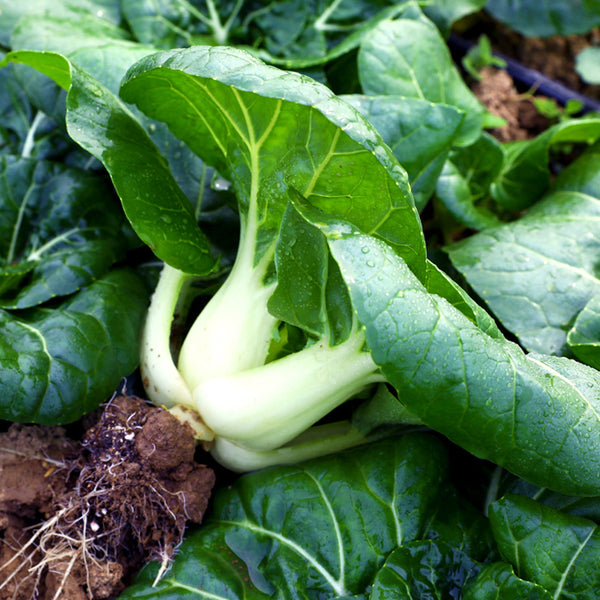 'Snowdrop No. 1' Milk Cabbage Seeds, 10g