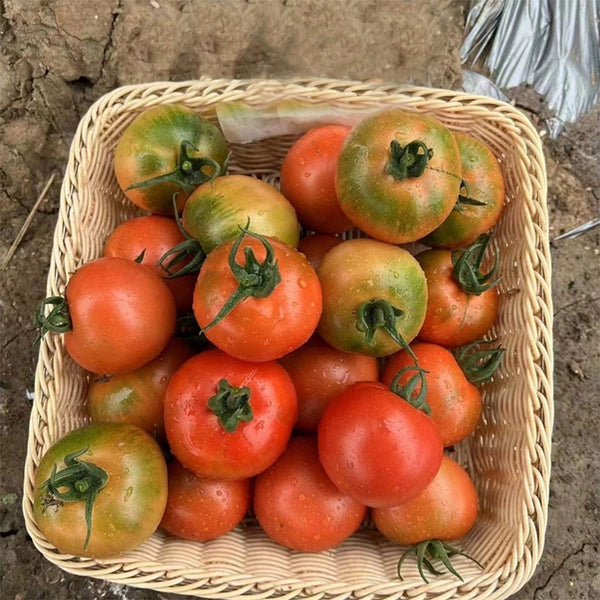 Yashu No.11 Tomato Seeds, 100 Seeds