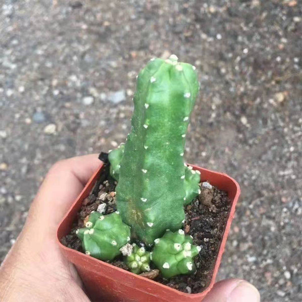 Echinocereus pentalophus cv 'Momotaro', 4-5cm