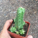 Echinocereus pentalophus cv 'Momotaro', 4-5cm