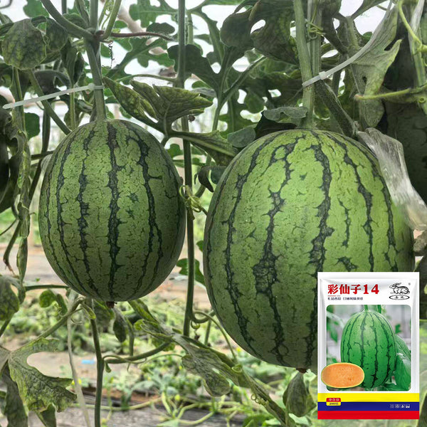 Color Fairy 14 Gift Watermelon, 200 Seeds
