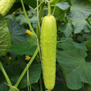 Zhongnong Cuiyu No. 2 Cucumber Seeds, 10g