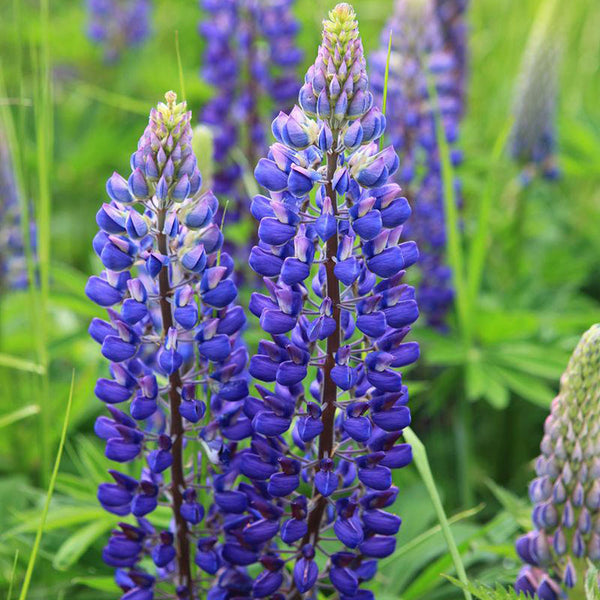 Blue Lupin, 100 Seeds