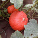 Golden No.2 Pumpkin Seeds, 200g