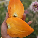1059 Tatiana's Orange Heart Tomato, 5 Seeds