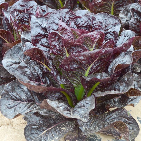 Purple Peacock Lettuce Seeds, 5g