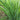 'Jiemei' Broadleaf Chinese Leek, 1000 Seeds
