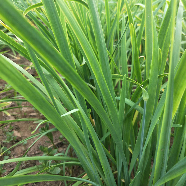 'Jiemei' Broadleaf Chinese Leek, 1000 Seeds