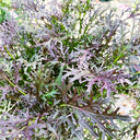 Fine-Leaf Purple Mustard Seeds, 10g