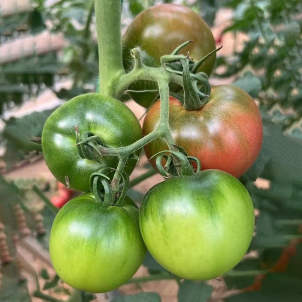 'Strawberry' Tomato Seeds, 20 Seeds
