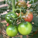 'Strawberry' Tomato Seeds, 20 Seeds