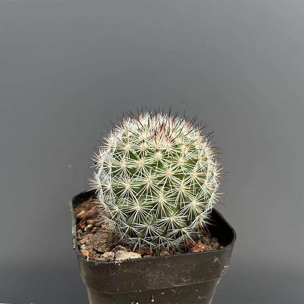 Mammillaria albicans, 3-4cm