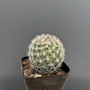 Mammillaria albicans, 3-4cm
