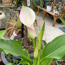 'Sweet Art' Calla Lily, 16/18cm Circumference, 1 Bulb