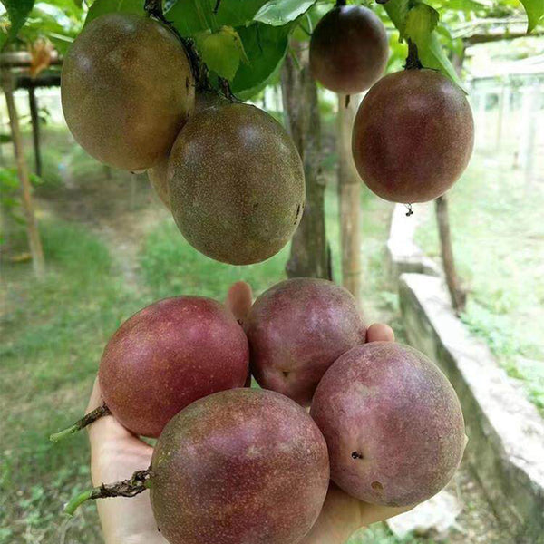 Mixed Purple & Yellow Passion Fruit, 200 Seeds