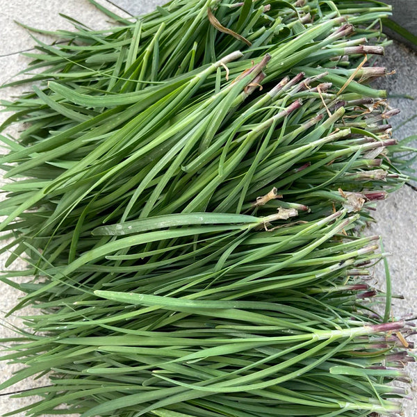 Purple Root Chinese Chives Seeds, 10g