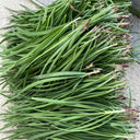 Purple Root Chinese Chives Seeds, 10g