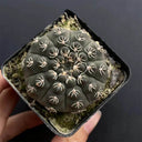 Gymnocalycium quehlianum 'White Spines', 3-4cm