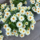 W1340 Profusion Double White Improved Zinnia, 5 Seeds