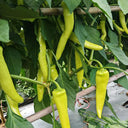 Baifeicui Pepper Seeds, 0.5g
