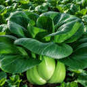 W1306 Jiemei Four-Season Dwarf Suzhou Qing Bok Choy Seeds, 20g