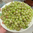 Green Gooseberry, 10 Seeds