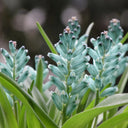 U2220 Turquoise Lachenalia Bulbs, 0.43-0.51 in (1.1-1.3 cm), 2 Bulbs