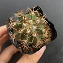 Melocactus matanzanus, 3-4cm