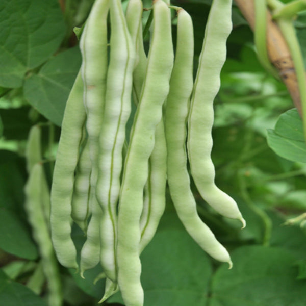 Huajun No.12 Kidney Bean Seeds, 10g