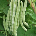 Huajun No.12 Kidney Bean Seeds, 10g