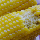 Golden Queen Waxy Corn Seeds, 20g