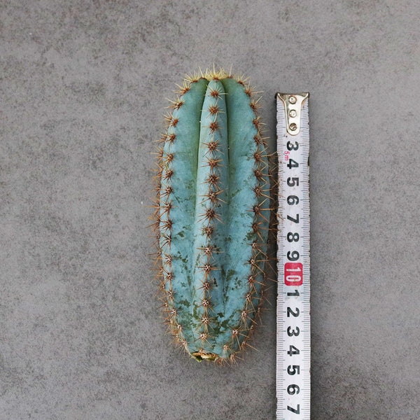 Pilosocereus pachycladus, 10-13cm