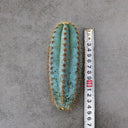 Pilosocereus pachycladus, 10-13cm
