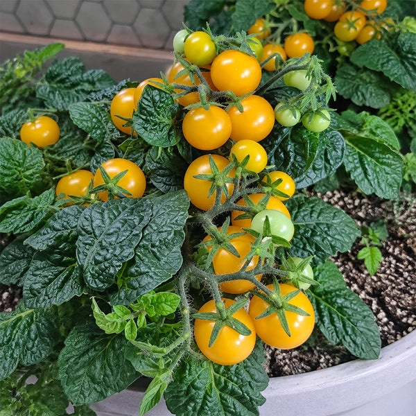 1159 Venus Micro Dwarf Tomato, 5 Seeds